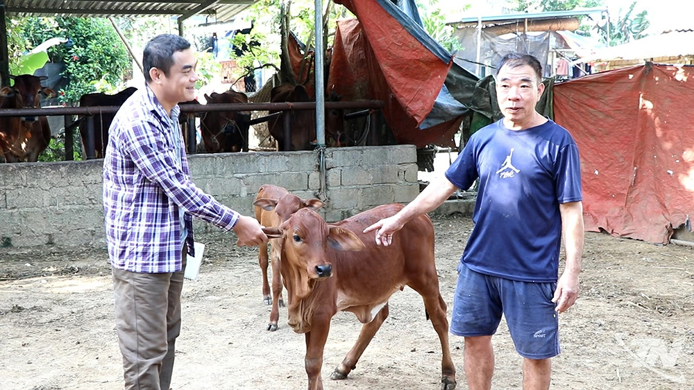 Chủ nhiệm Dự án kiểm tra mô hình bò tại xã Phúc Lộc.