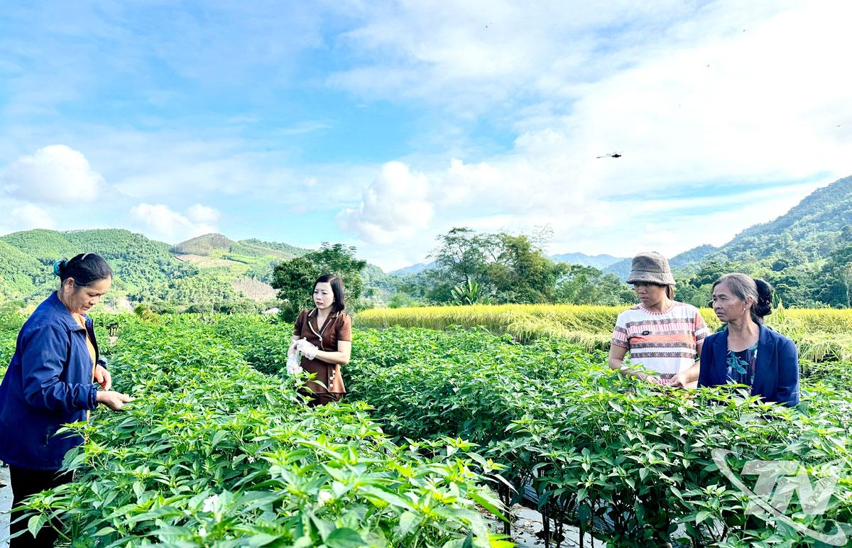 Người dân xã Tân Kỳ chăm sóc cây ớt.