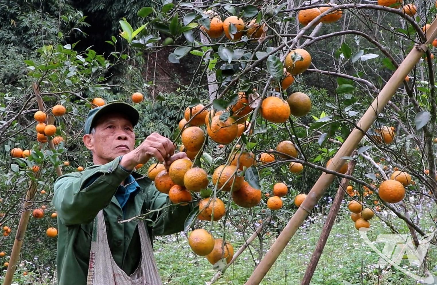 Gia đình ông Lường Văn Ninh chuyển đổi từ trồng quýt sang gần 2,5ha cam, mang lại hiệu quả kinh tế cao.
