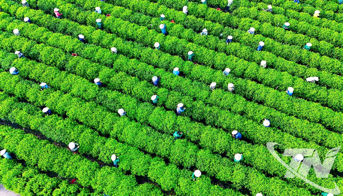 Đồi chè tại xã Tân Cương - một trong những không gian trải nghiệm văn hóa trà hấp dẫn, thu hút đông đảo du khách. 