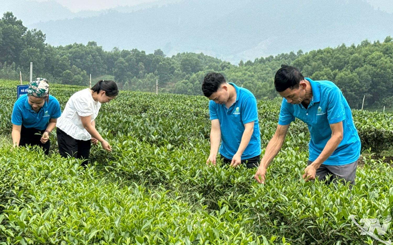 Thành viên Hợp tác xã chè Núi Hồng (xã Đức Lương) thu hái chè trên vùng nguyên liệu tập trung.