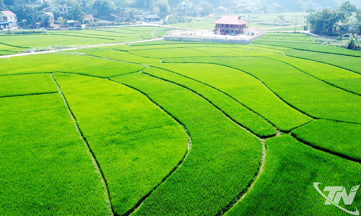 Mô hình canh tác lúa thông minh tưới ướt - khô xen kẽ (AWD) được hơn 100 hộ dân ở xóm Bản Đông, xã Hợp Thành (tỉnh Thái Nguyên) triển khai từ vụ xuân năm 2025 đem lại nhiều lợi ích thiết thực.  