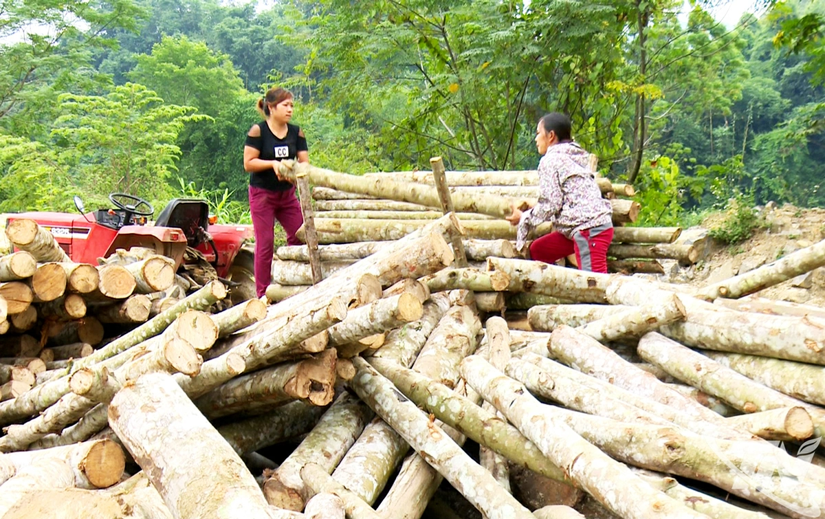 Người dân xã Nghiên Loan thu hoạch gỗ bán cho tư thương.