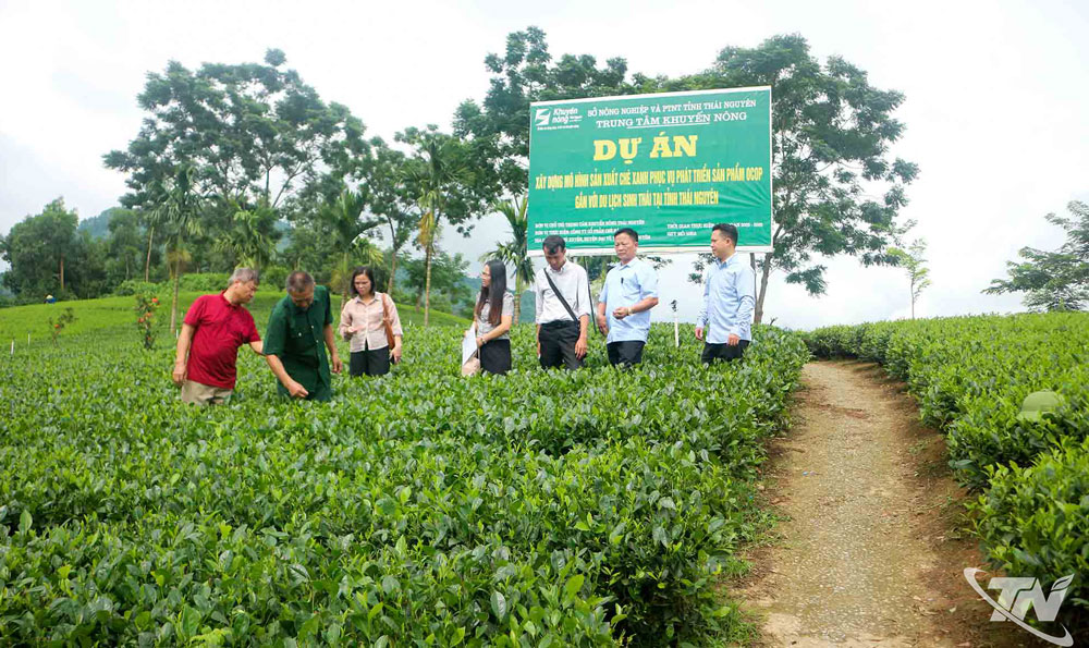 Mô hình sản xuất chè xanh phục vụ phát triển sản phẩm OCOP gắn với du lịch sinh thái mở ra hướng đi mới tại các vùng chè trong tỉnh.