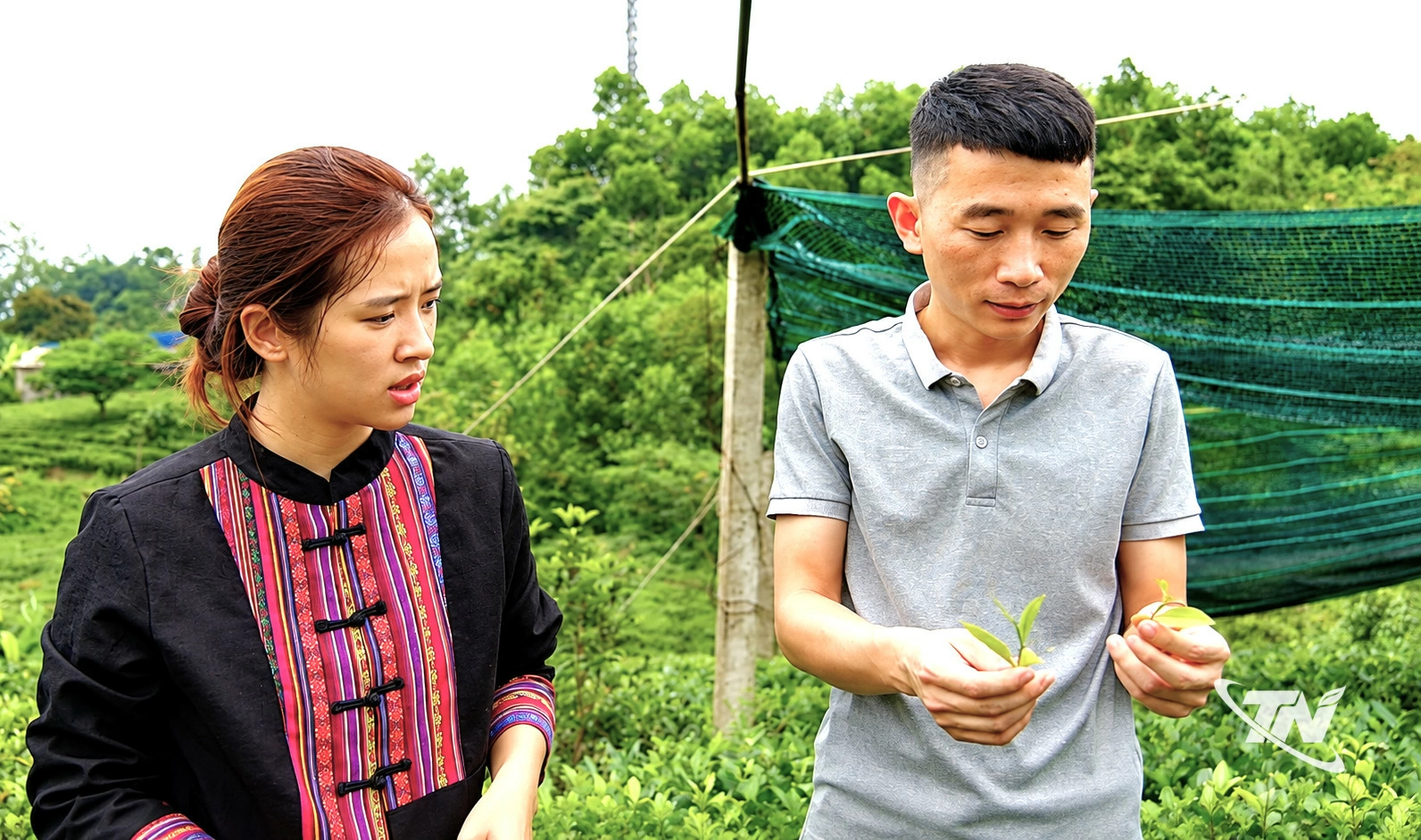 Hợp tác xã Chè Thủy Thuật (xã Đại Phúc) có vùng chè sản xuất    theo hướng hữu cơ, góp phần nâng cao giá trị sản phẩm.