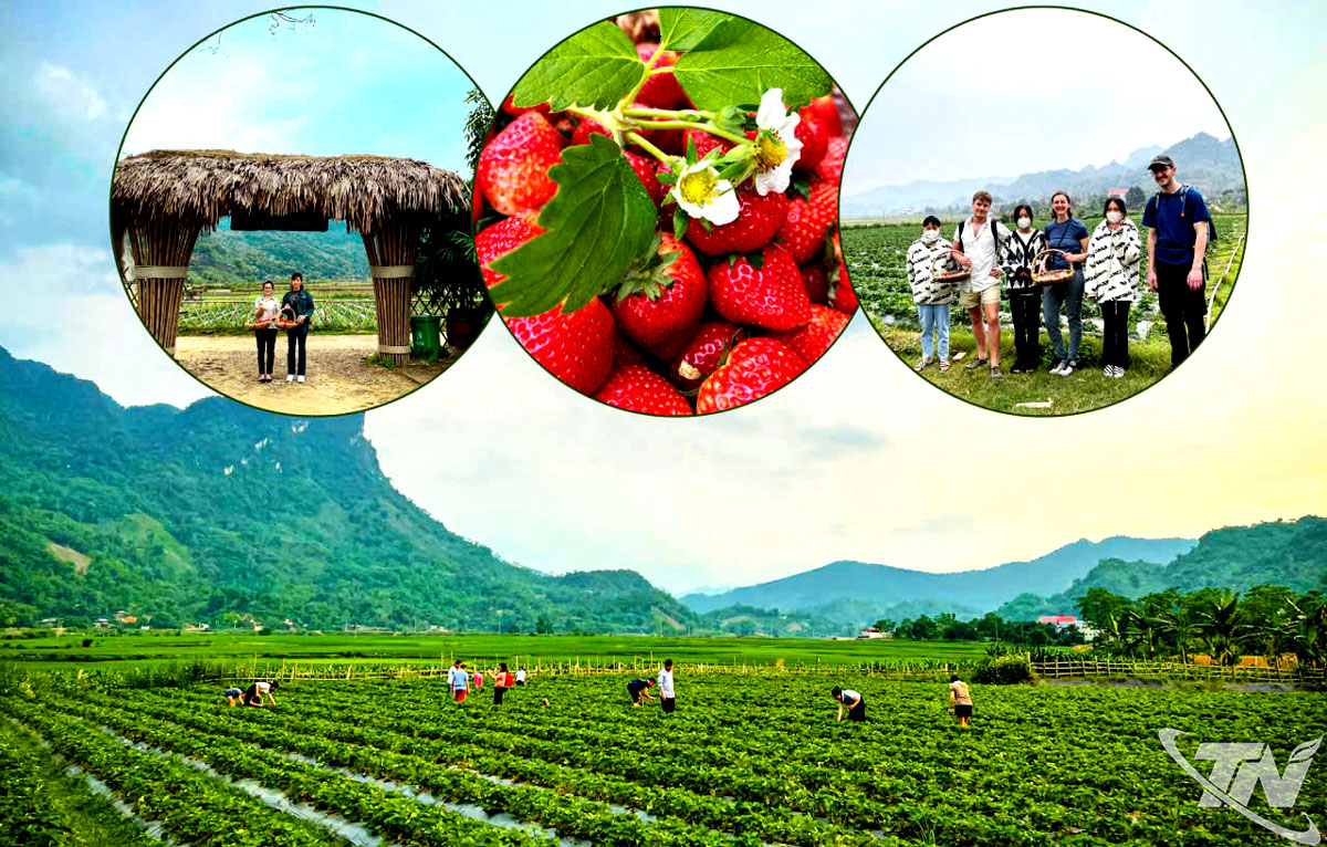 Không gian trải nghiệm sản phẩm cùng sự bứt phá trong thương mại điện tử trở thành kênh quảng bá hiệu quả, hỗ trợ các doanh nghiệp, HTX mở rộng thị trường.