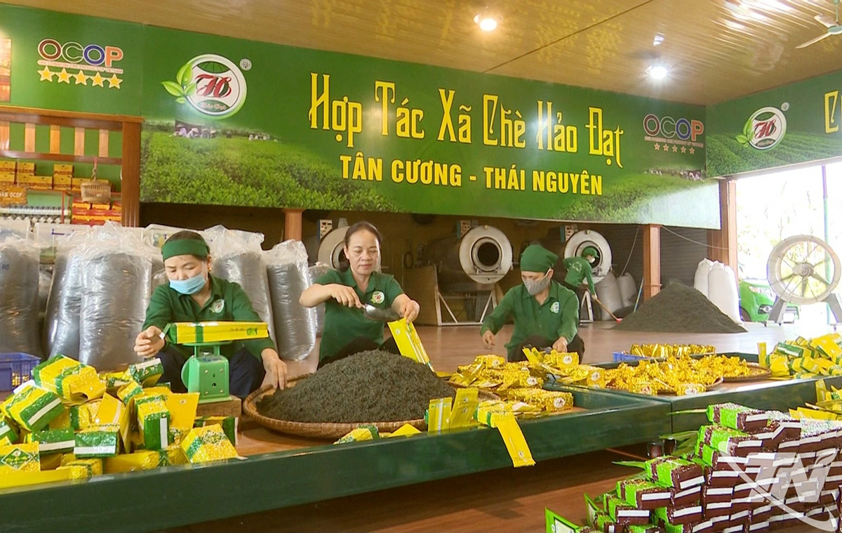 Trung b&igrave;nh mỗi năm Hợp t&aacute;c x&atilde; ch&egrave; Hảo Đạt sản xuất v&agrave; ti&ecirc;u thụ khoảng 200 tấn ch&egrave; th&agrave;nh phẩm, doanh thu đạt tr&ecirc;n 40 tỷ đồng/năm.