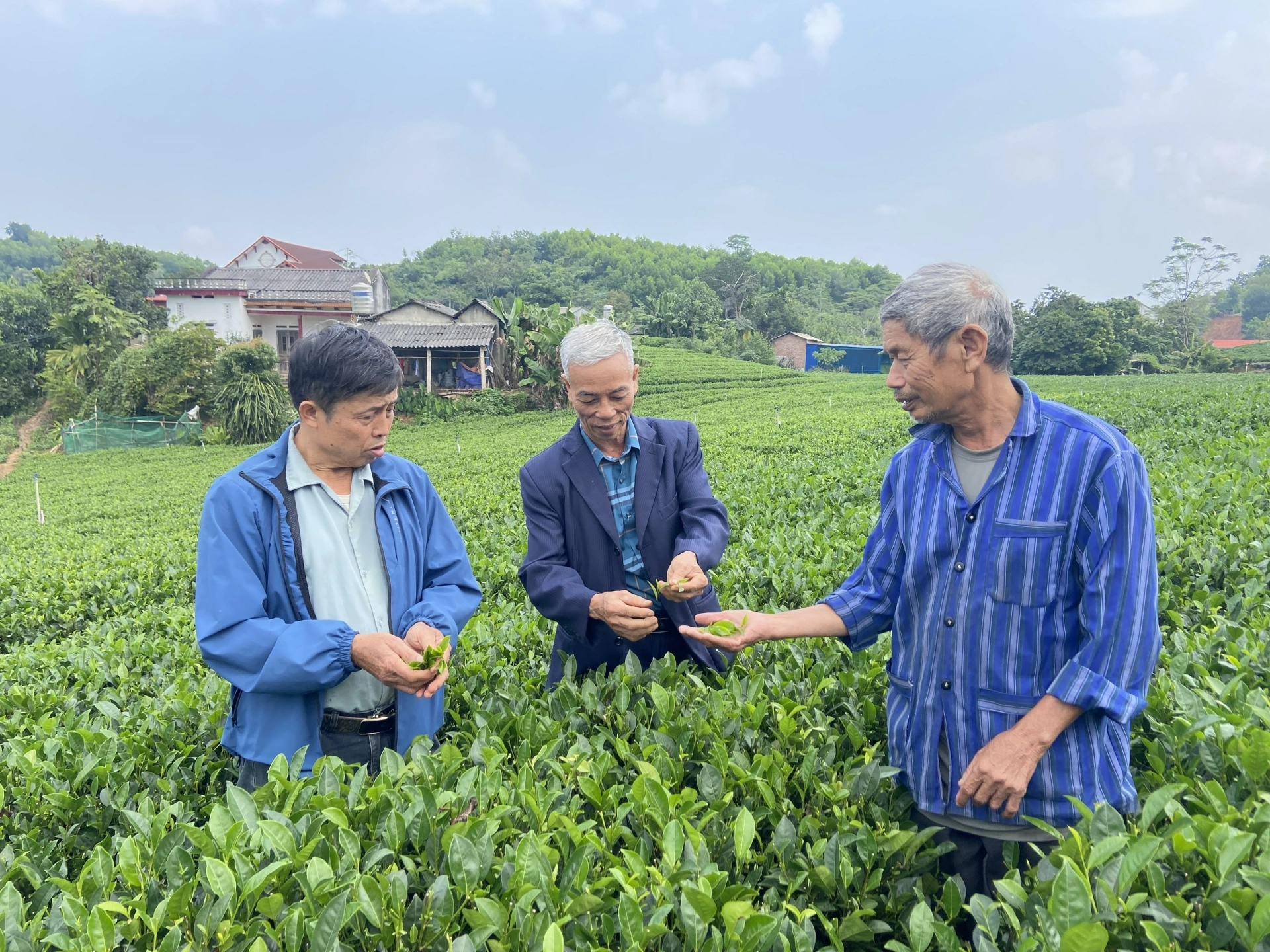 người dân Làng nghề chè Minh Thắng trao đổi kinh nghiệm làm nghề.