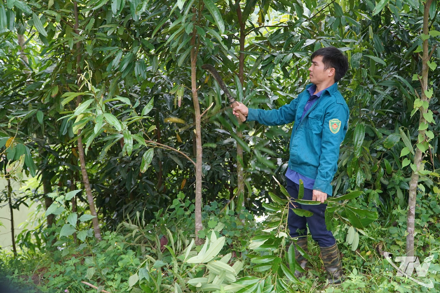 Gia đình anh Nguyễn Văn Ngụy, xóm Bản Mới, xã Lam Vỹ có 8ha rừng quế đang cho thu hoạch lá, cành.