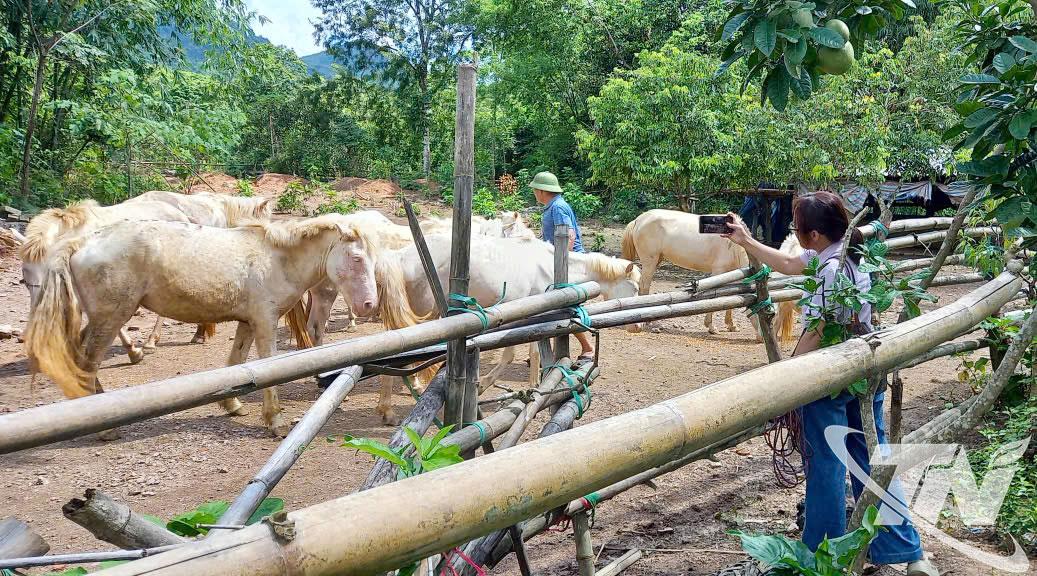 Chăn nuôi ngựa ở xã Tràng Xá giúp đa dạng hóa kinh tế và cải thiện thu nhập cho người dân.