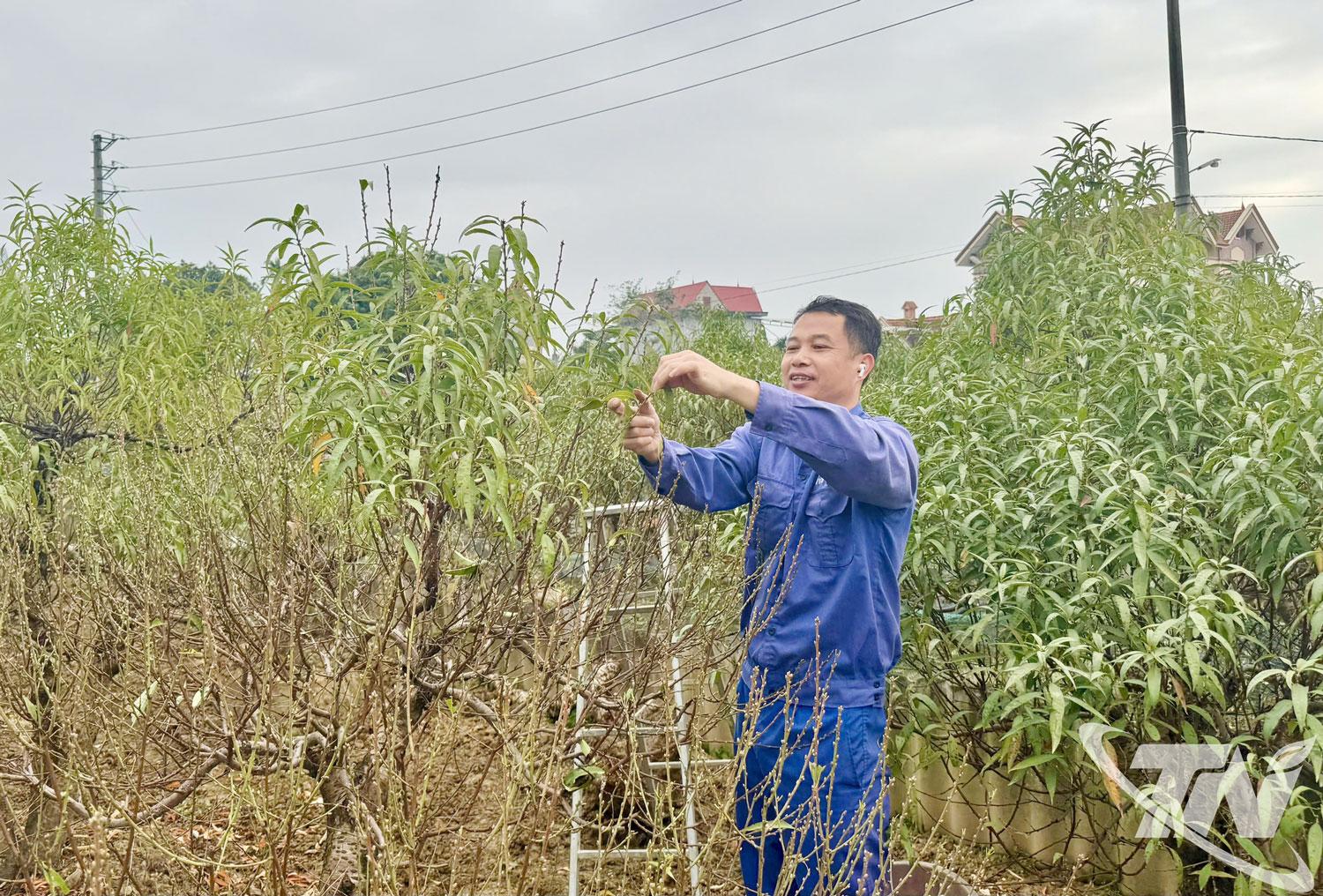 Người trồng đào Cam Giá, phường Gia Sàng tuốt lá, chăm sóc vườn cây chuẩn bị vụ Tết 2026.