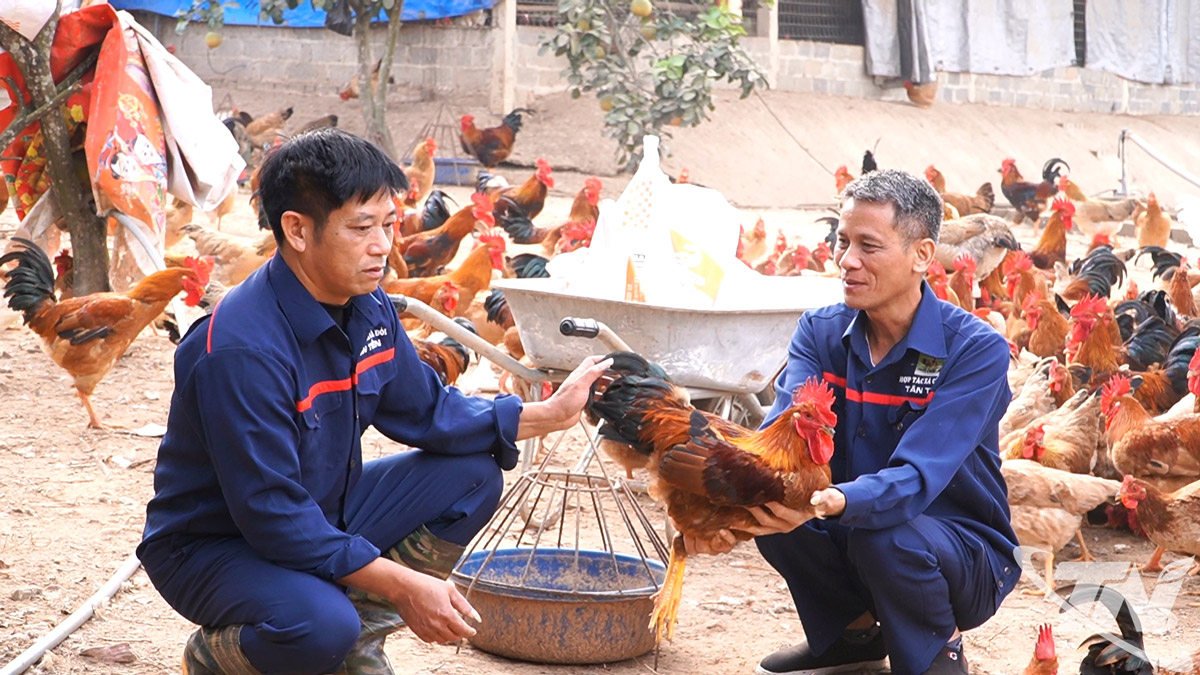 N&ocirc;ng d&acirc;n x&atilde; T&acirc;n Kh&aacute;nh chuẩn bị g&agrave; Tết