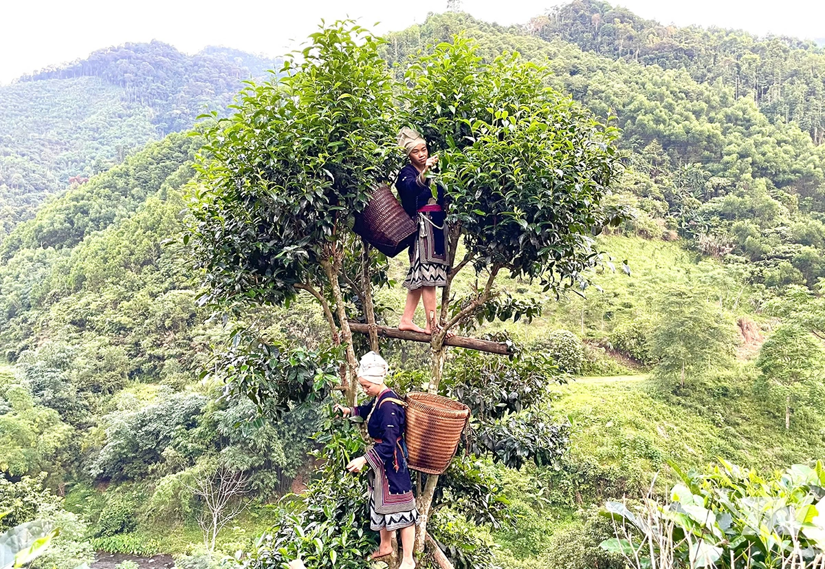 Bà con người Dao Tiền thu hái chè shan tuyết cổ thụ ở Nà Pán.