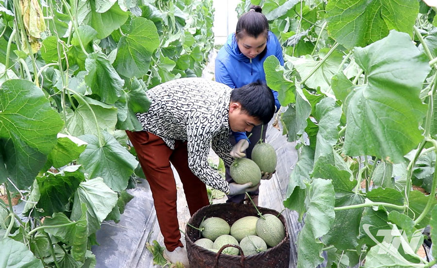 Sản phẩm dưa lưới của HTX Nông nghiệp công nghệ cao Thành Đạt, xã Hiệp Lực, được xuất bán cho nhiều cửa hàng, siêu thị trong cả nước.