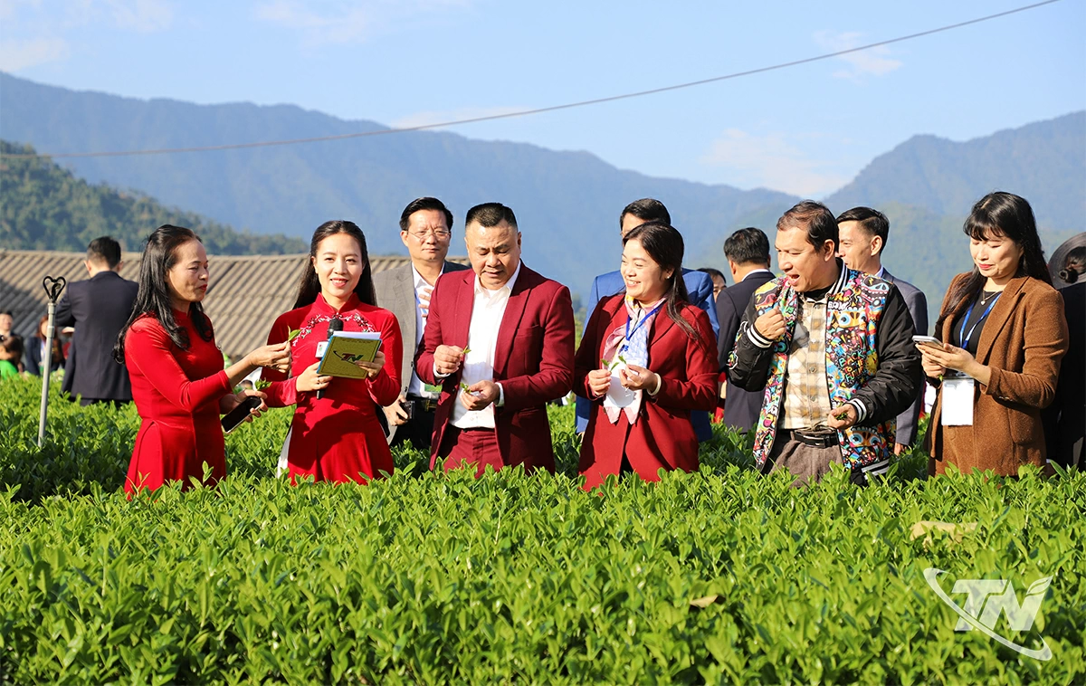 Các đại biểu giao lưu tại đồi chè Cầu Đá, xã La Bằng tỉnh Thái Nguyên.