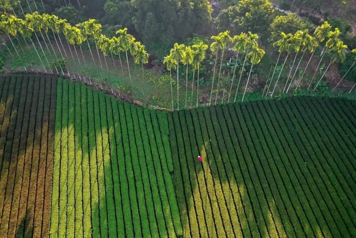 Nương chè trong nắng sớm.