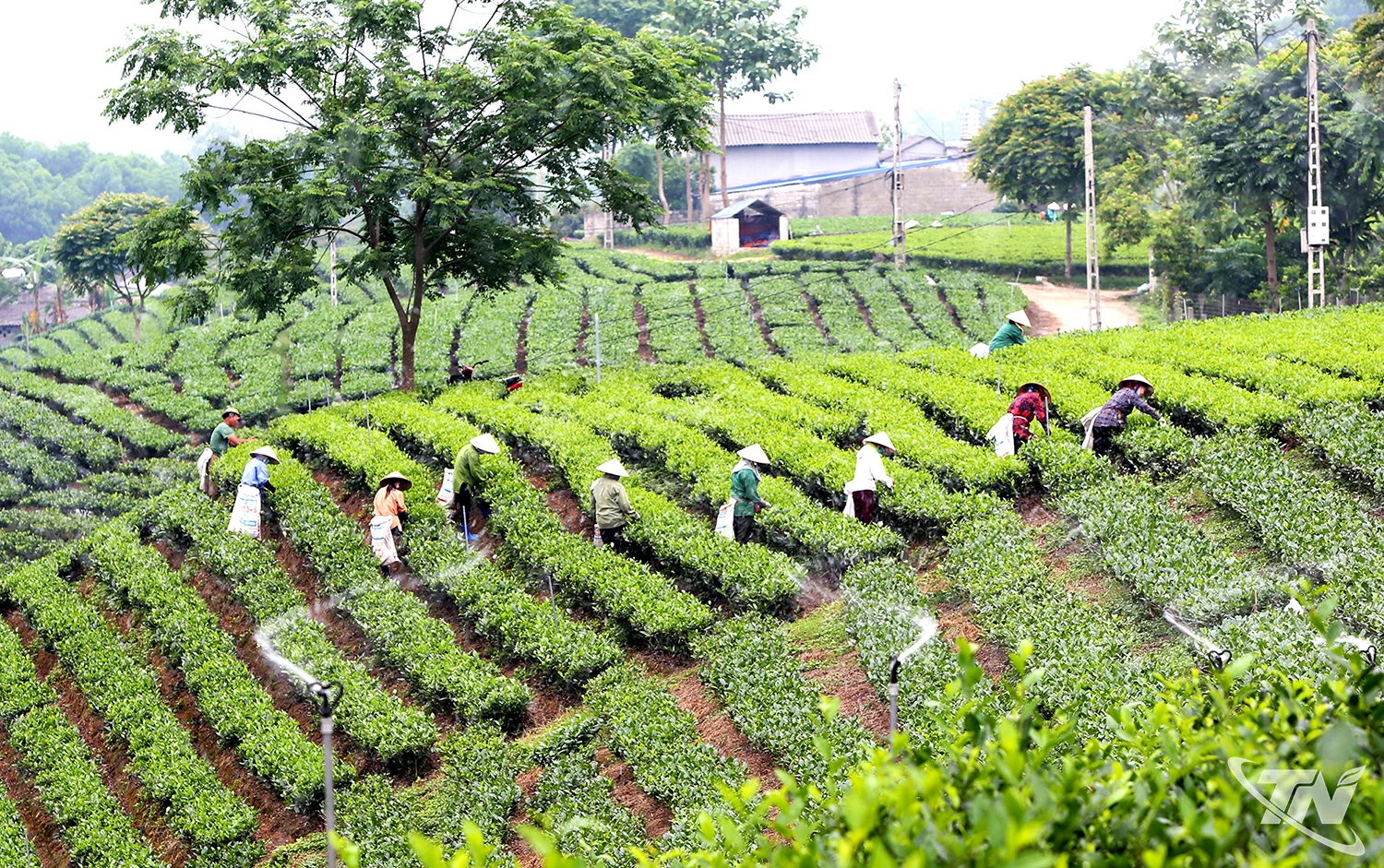 Ứng dụng công nghệ số trong việc tưới tiết kiệm nước tại các đồi chè    được người dân nhiều địa phương trong tỉnh thực hiện.    Ảnh: T.L