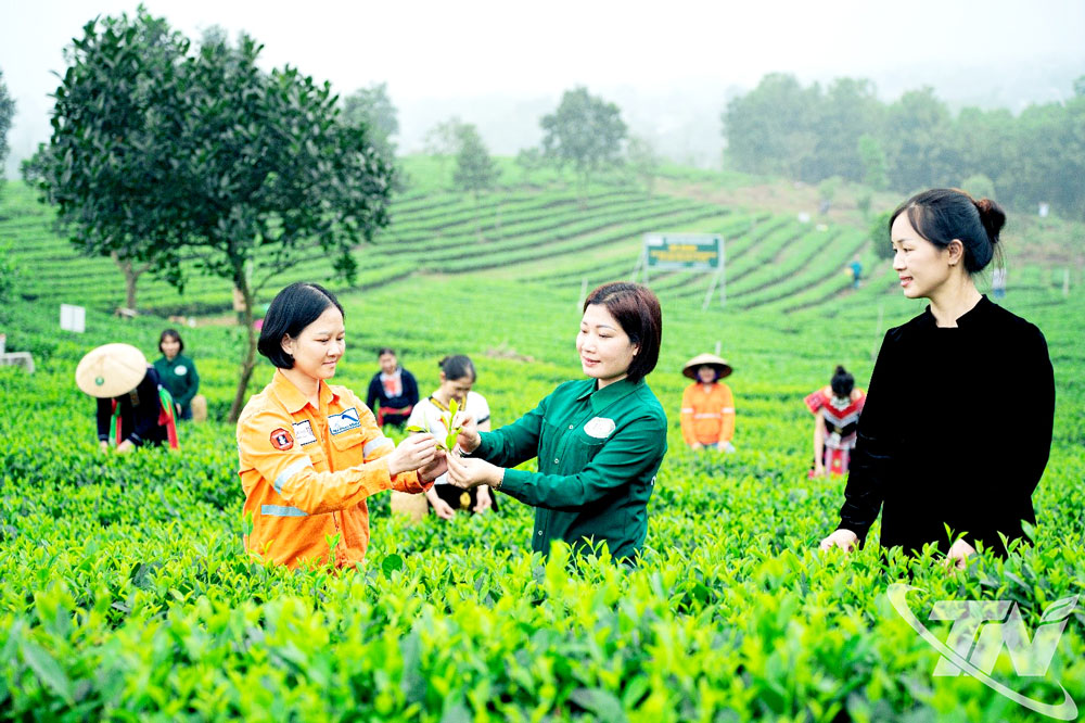 Sản xuất n&ocirc;ng nghiệp ổn định với 572 ngh&igrave;n tấn lương thực, tr&ecirc;n 282 ngh&igrave;n tấn ch&egrave; b&uacute;p tươi. 