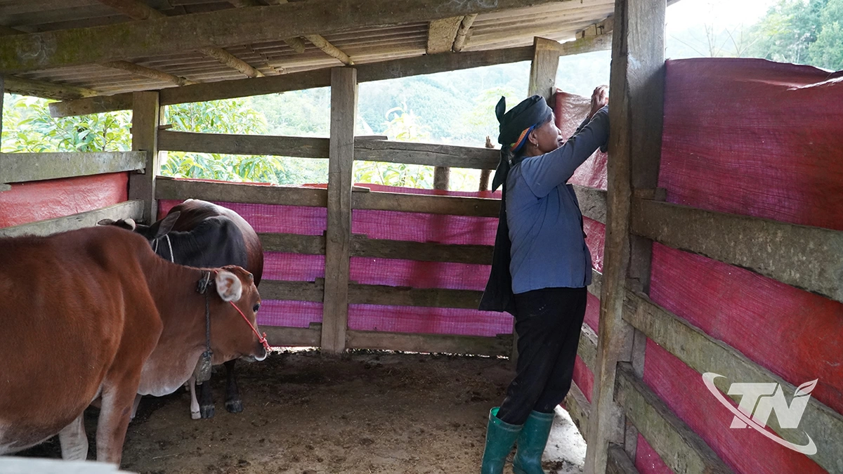 Gia đình bà Triệu Thị Quan, ở thôn Khuổi Nà (xã Xuân Dương) gia cố chuồng trại và che bạt giữ ấm cho đàn bò trong những ngày giá rét