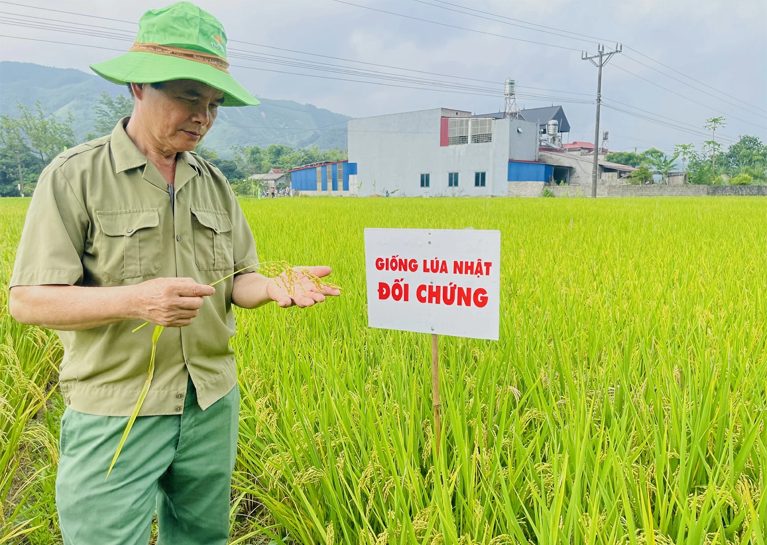 Nhiều mô hình thử nghiệm giống lúa chất lượng cao được triển khai để người dân lựa chọn (Trong ảnh: Người dân tham qua mô hình trình diễn giống lúa mới tại xã Võ Nhai, tỉnh Thái Nguyên