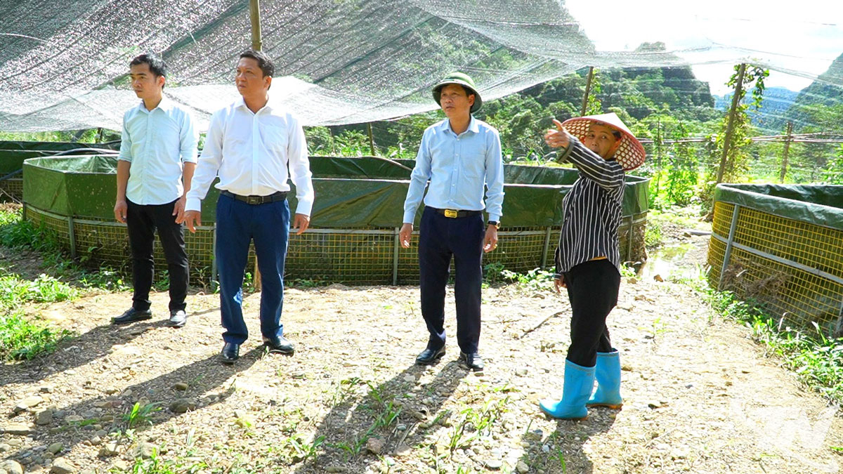 Lãnh đạo xã Thần Sa kiểm tra việc khôi phục mô hình nuôi cá tầm sau lũ.