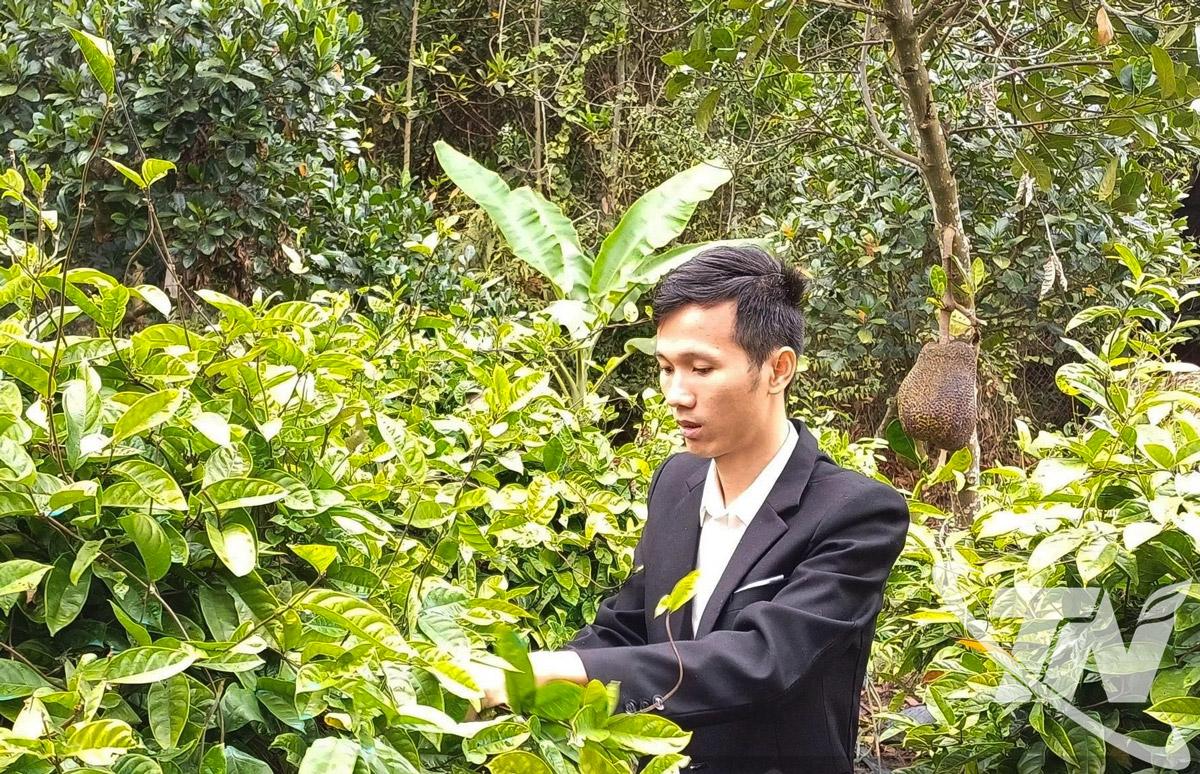 Anh Nguyễn Quốc Ho&agrave;ng, Gi&aacute;m đốc Hợp t&aacute;c x&atilde; N&ocirc;ng nghiệp Ti&ecirc;n Phong, khởi nghiệp bằng m&ocirc; h&igrave;nh trồng v&agrave; ph&aacute;t triển c&acirc;y dược liệu bản địa.