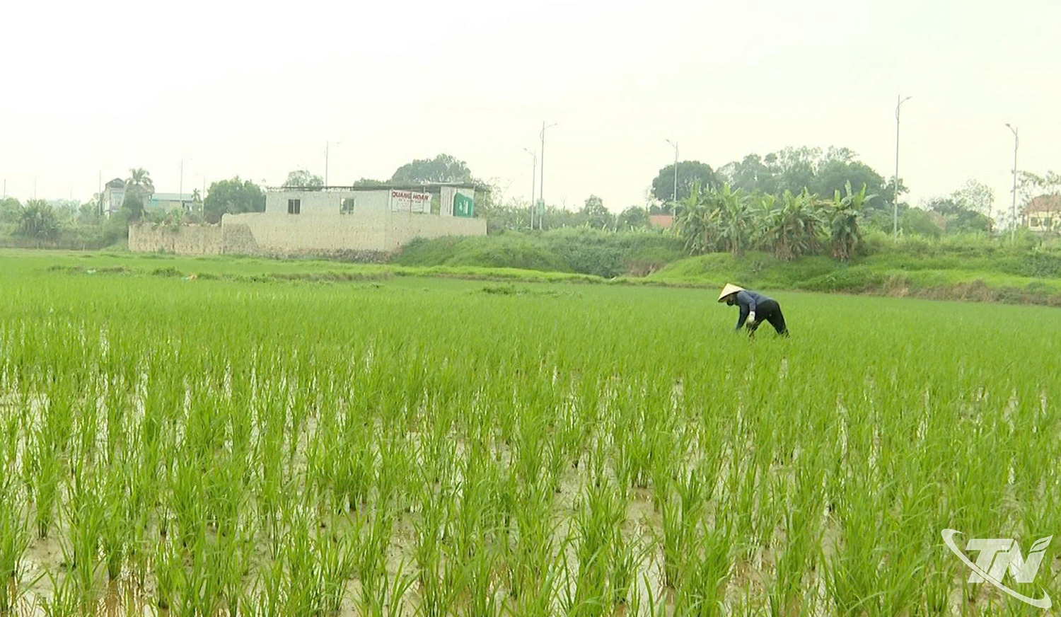 Nông dân phường Linh Sơn chăm sóc lúa xuân