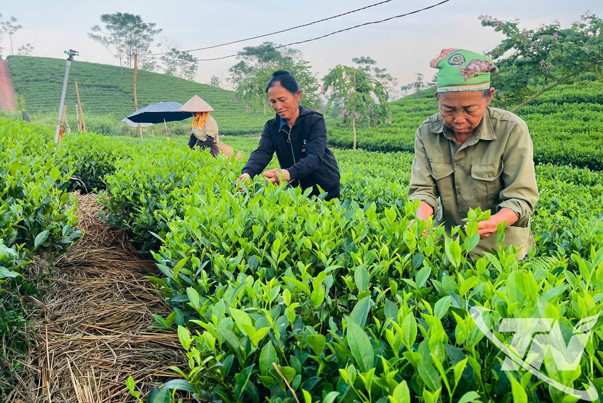 Sản phẩm chè của HTX Nông nghiệp Phú Thịnh (xã Phú Đình) đạt chuẩn mã số vùng trồng, đủ điều kiện phục vụ xuất khẩu.