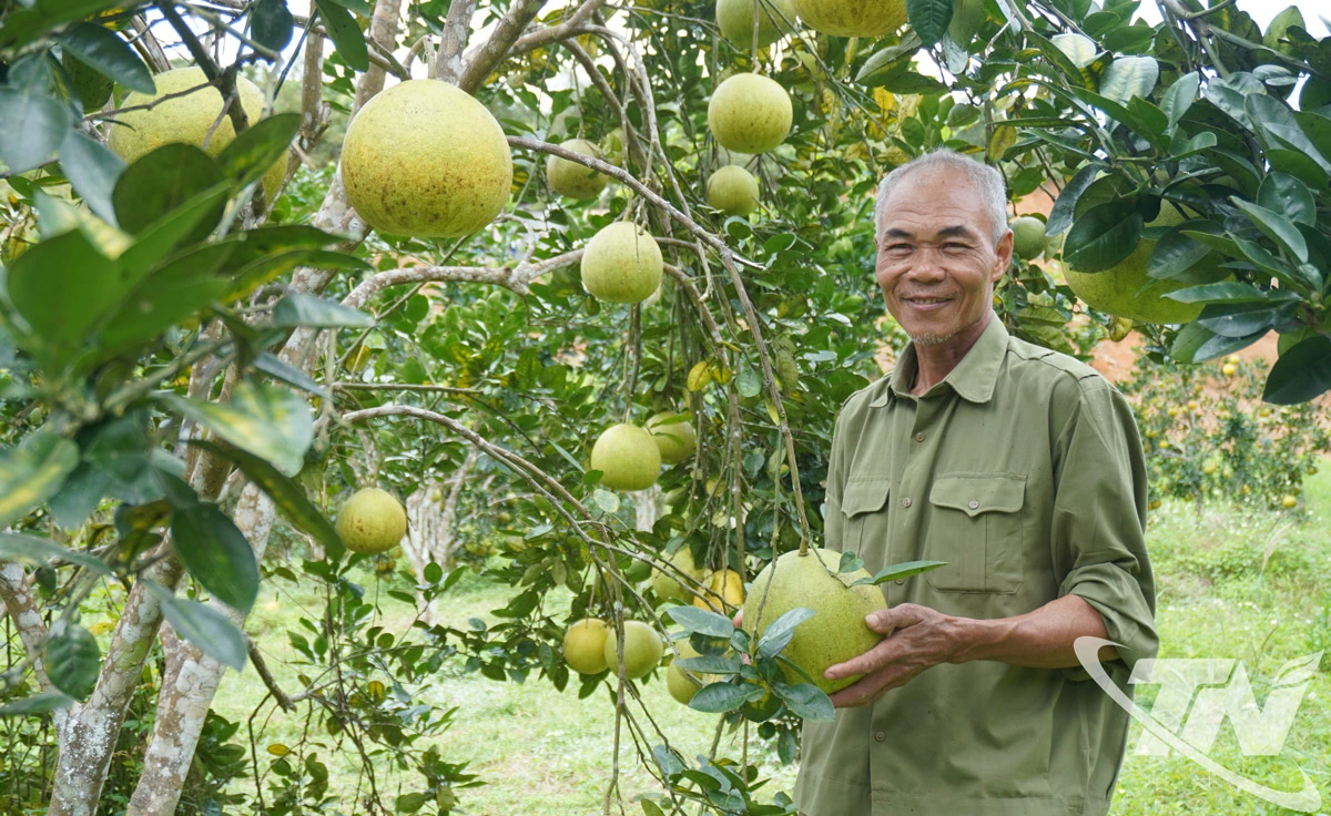 &Ocirc;ng Nguyễn Văn Bắc, ở th&ocirc;n   Khuổi N&agrave; (x&atilde; Xu&acirc;n Dương) l&agrave;   một trong những hộ trồng c&acirc;y   ăn quả c&oacute; m&uacute;i với diện t&iacute;ch lớn   của địa phương.