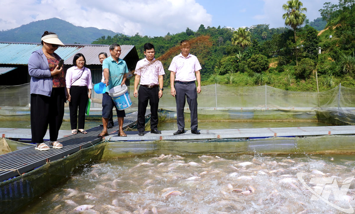 Thăm mô hình nuôi cá diêu hồng tại hồ Nặm Cắt, xã Phong Quang.