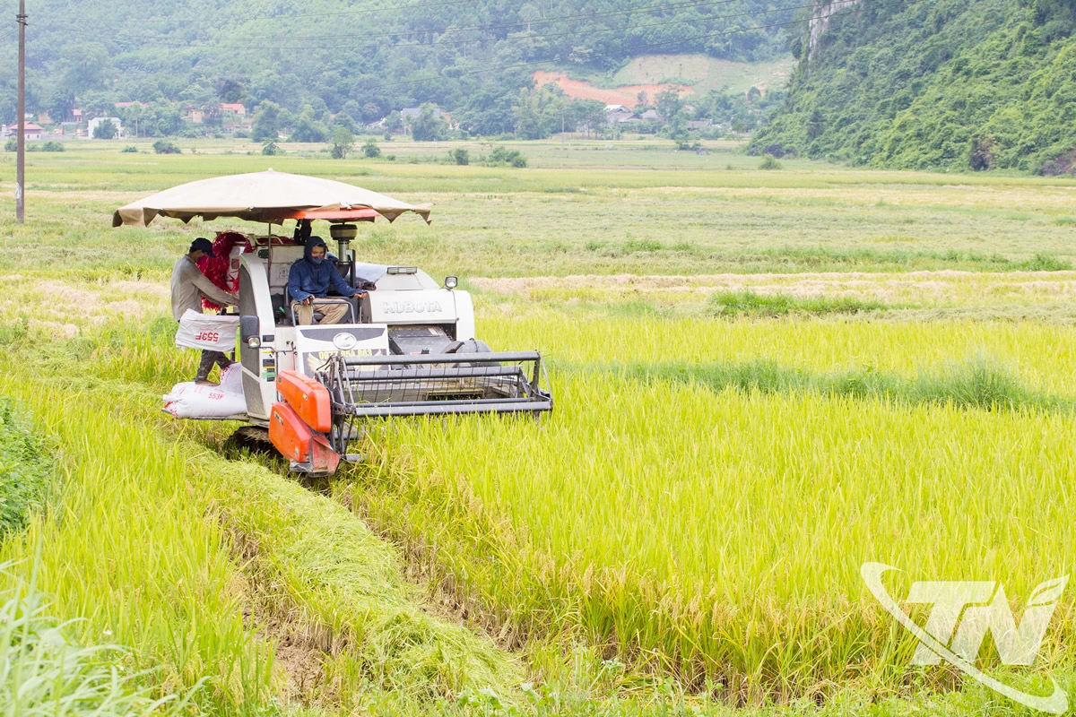 Nông dân xã La Hiên khẩn trương thu hoạch lúa vụ mùa để sản xuất vụ đông.