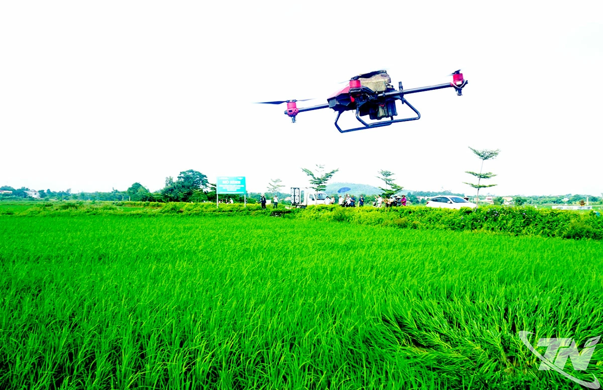 Cơ quan chức năng thử nghiệm sử dụng thiết bị bay không người lái để chăm sóc lúa ở xã Phú Bình.