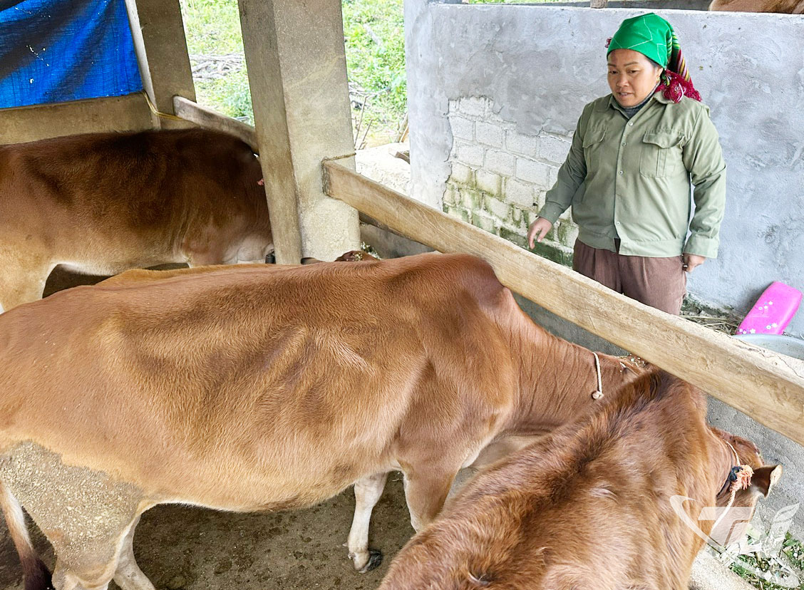 Nhiều người dân trong xã Nghiên Loan được hỗ trợ trâu, bò lấy nguồn giống từ các HTX chăn nuôi ở địa phương.