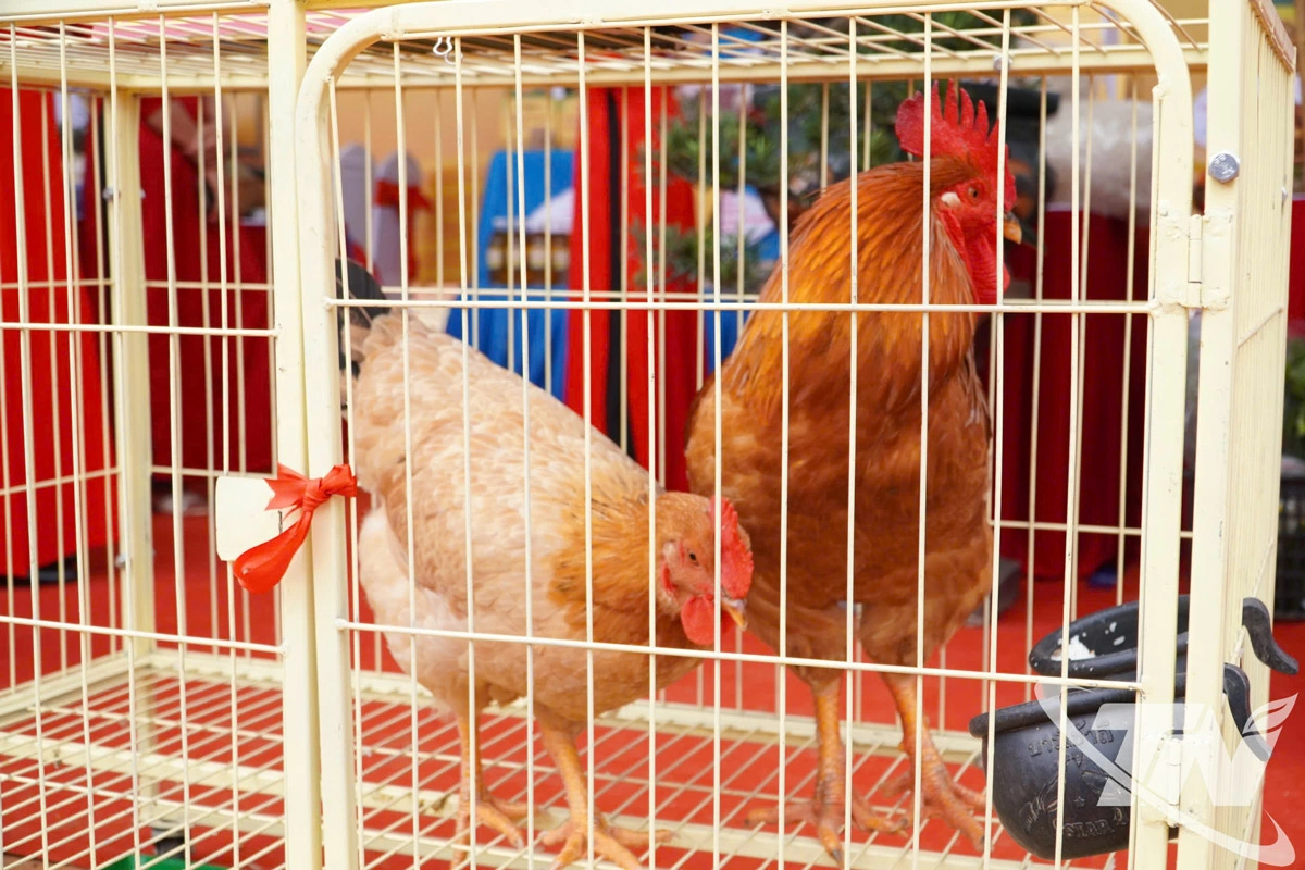 Trong khuôn khổ Chương trình đã diễn ra các phần thi “Gian hàng đẹp” và thi “Đôi gà đẹp”.