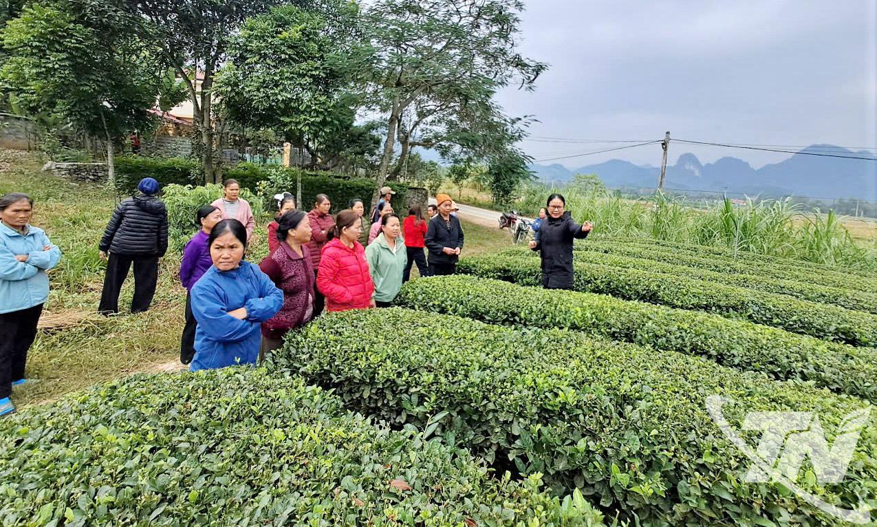 C&aacute;n bộ, nh&acirc;n d&acirc;n x&atilde; La Hi&ecirc;n chia sẻ kinh nghiệm sản xuất ch&egrave; an to&agrave;n.  