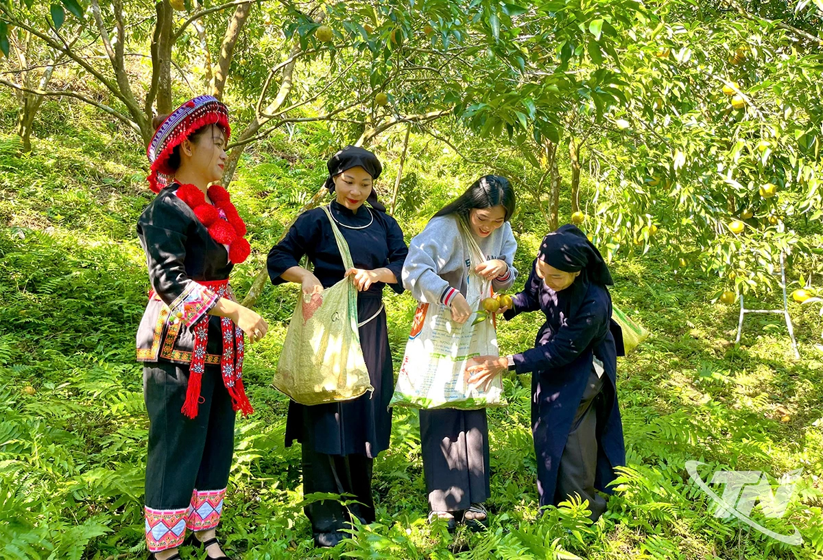 Kath, chị Thơm và bà con tại vườn, nơi những quả quýt chín tỏa hương ngọt dịu.