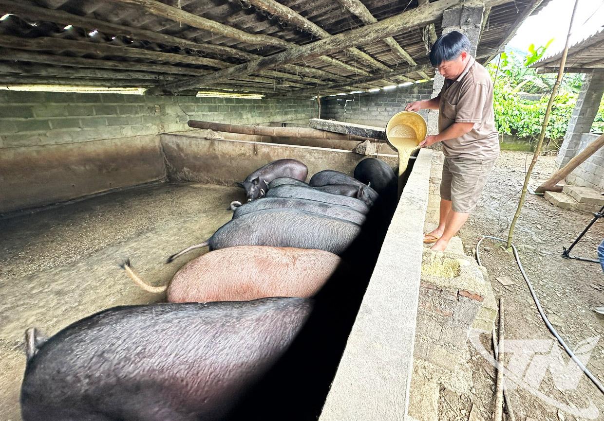 Gia đ&igrave;nh &ocirc;ng Chu Văn Chanh, th&ocirc;n N&agrave; P&ugrave;ng, x&atilde; Cao Minh duy tr&igrave; chăn nu&ocirc;i đ&agrave;n lợn bản địa với quy m&ocirc; 80-120 con mỗi năm.
