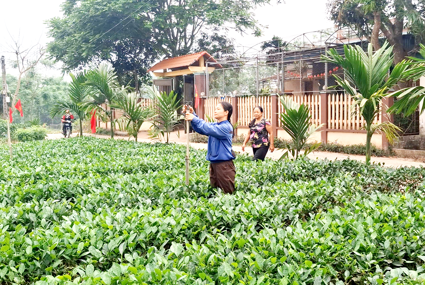 Chị Nguyễn Thị Hương, xóm Gốc Gạo (xã Vô Tranh) điều chỉnh hệ thống tưới nước tự động cho đồi chè.