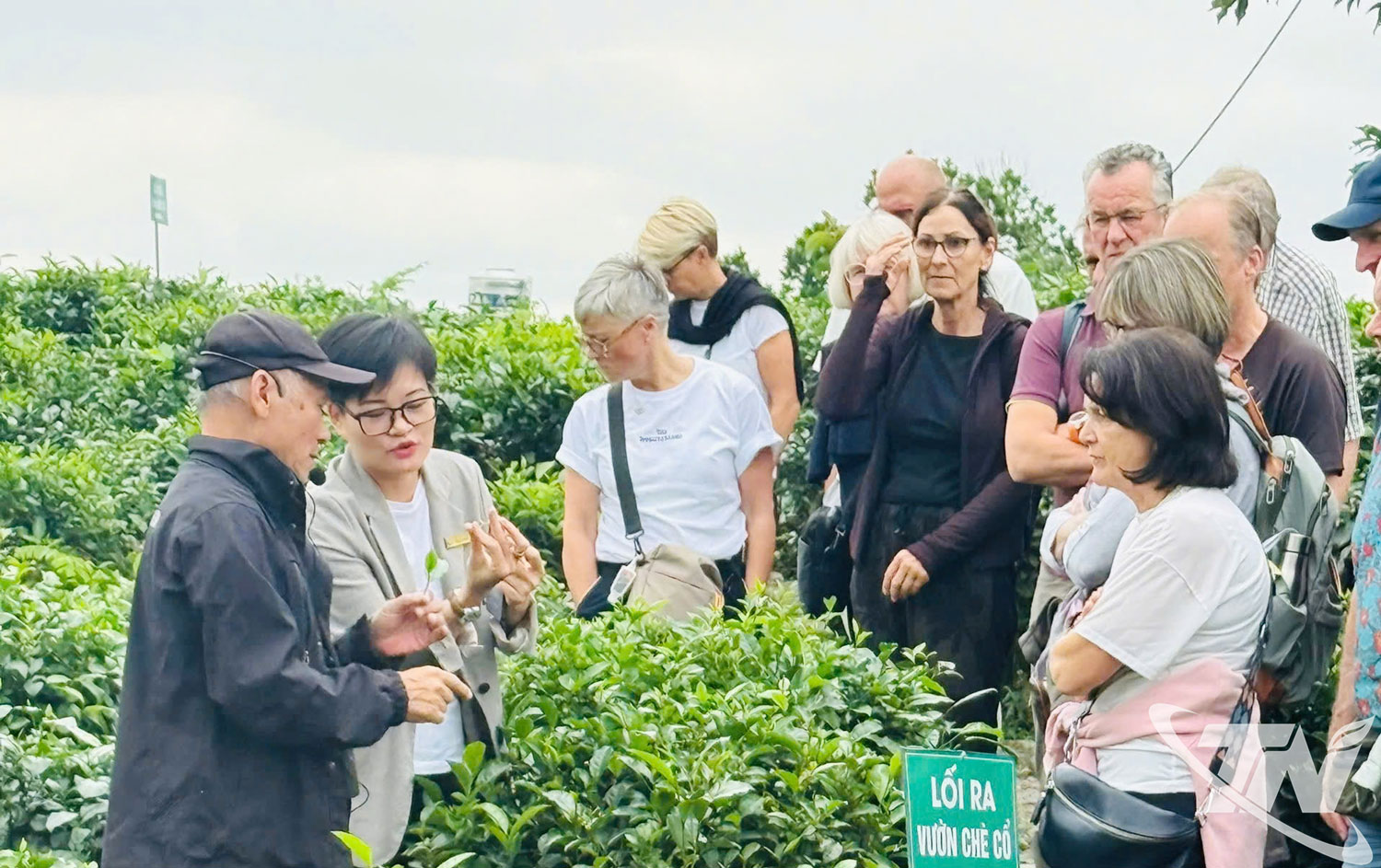 Du khách nước ngoài tìm hiểu về chè Thái Nguyên.