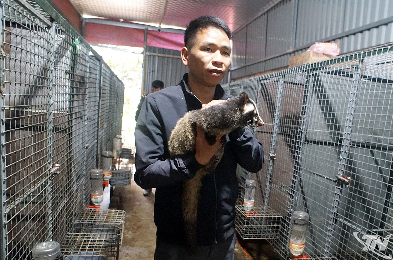 Anh Hà Văn Hoạt (bản Nà Giàm, xã Nghinh Tường) chăm sóc một cá thể cầy vòi mốc trưởng thành.