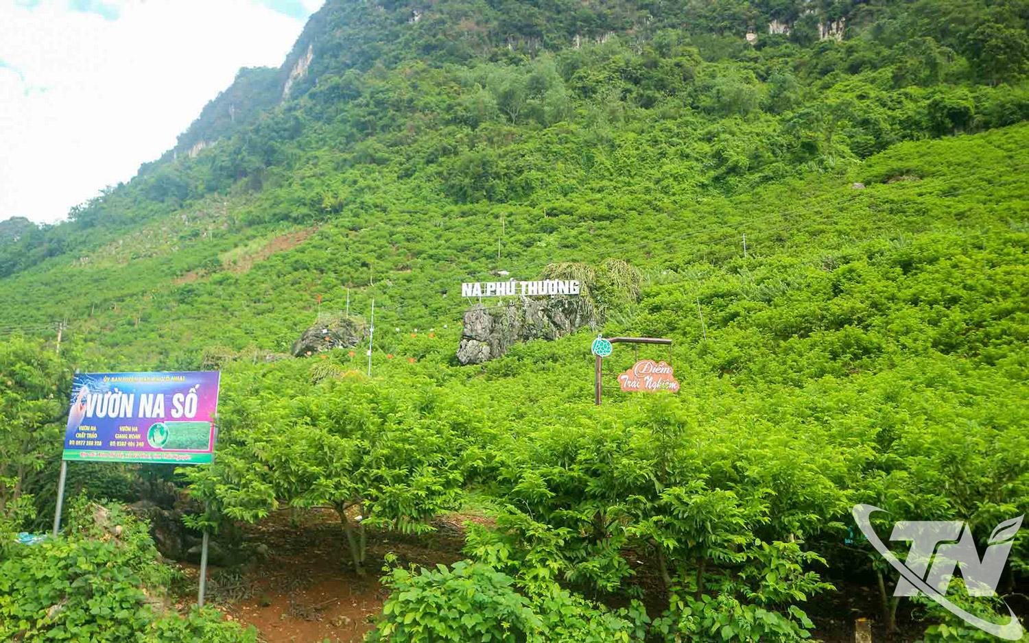 Người dân xã Võ Nhai thâm canh cây na theo hướng hữu cơ, tạo ra  sản phẩm an toàn cho thị trường.