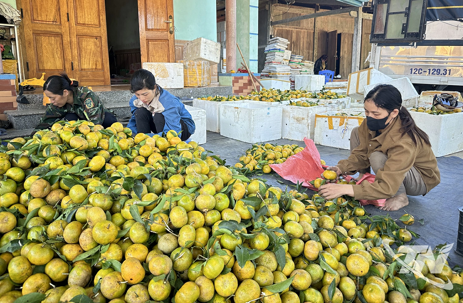 Vụ qu&yacute;t năm 2025 được m&ugrave;a, được gi&aacute;, gi&uacute;p nhiều hộ d&acirc;n ở x&atilde;   Bạch Th&ocirc;ng n&acirc;ng cao thu nhập, cải thiện đời sống.  