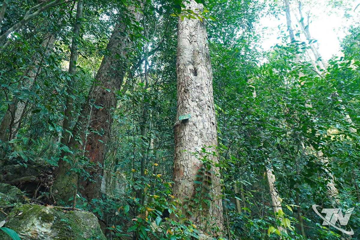 Rừng đặc dụng Nam Xuân Lạc có nhiều loại gỗ quý như nghiến, trai, đinh, lim.