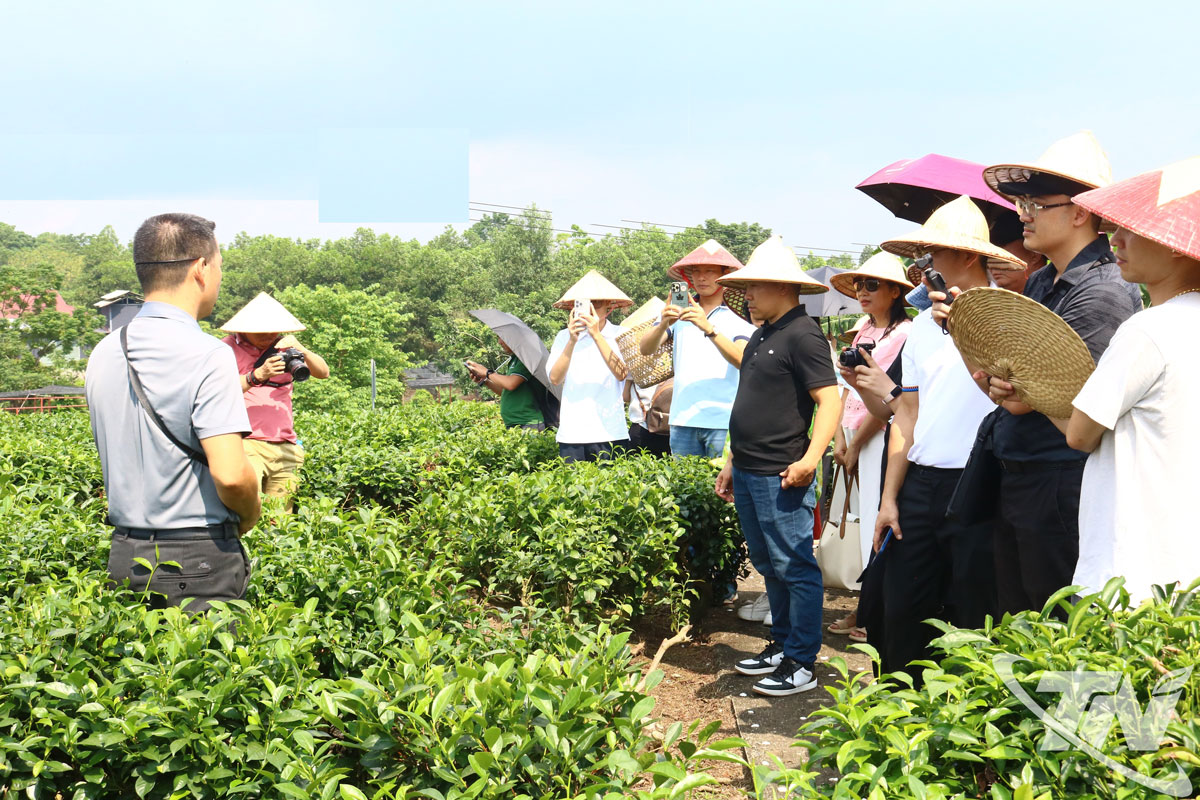 Từ tháng 7 đến giữa tháng 9, lượng khách đến Thái Nguyên ước đạt 1,7 triệu lượt. (Ảnh chụp tại vùng chè Tân Cương, xã Tân Cương).