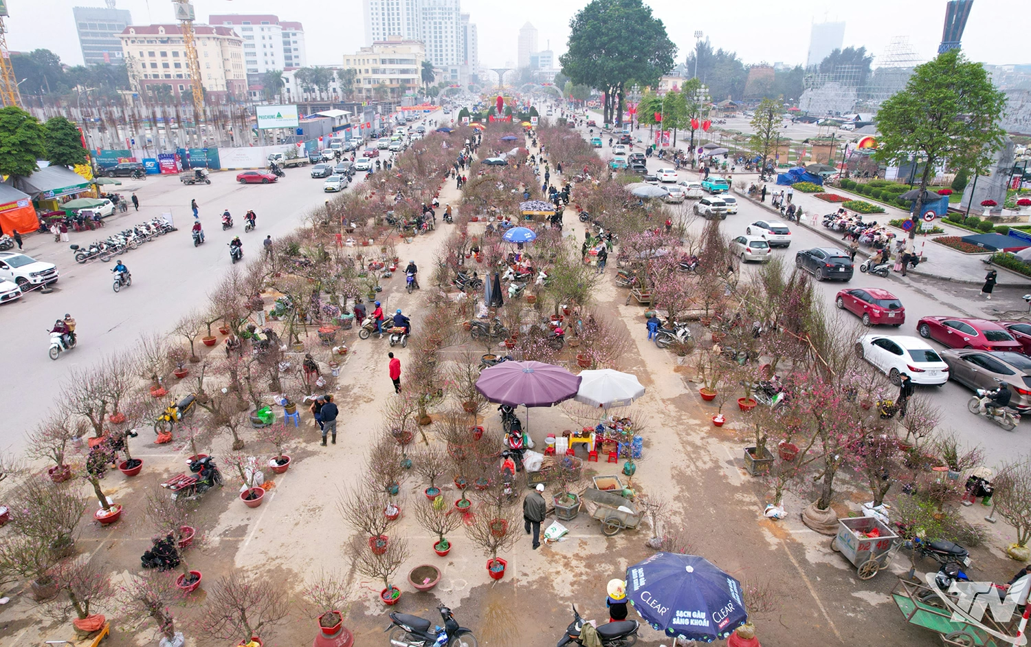 Đào, quất, các loại hoa chậu được bày bán rực rỡ, mang sắc xuân đến khắp các tuyến phố.