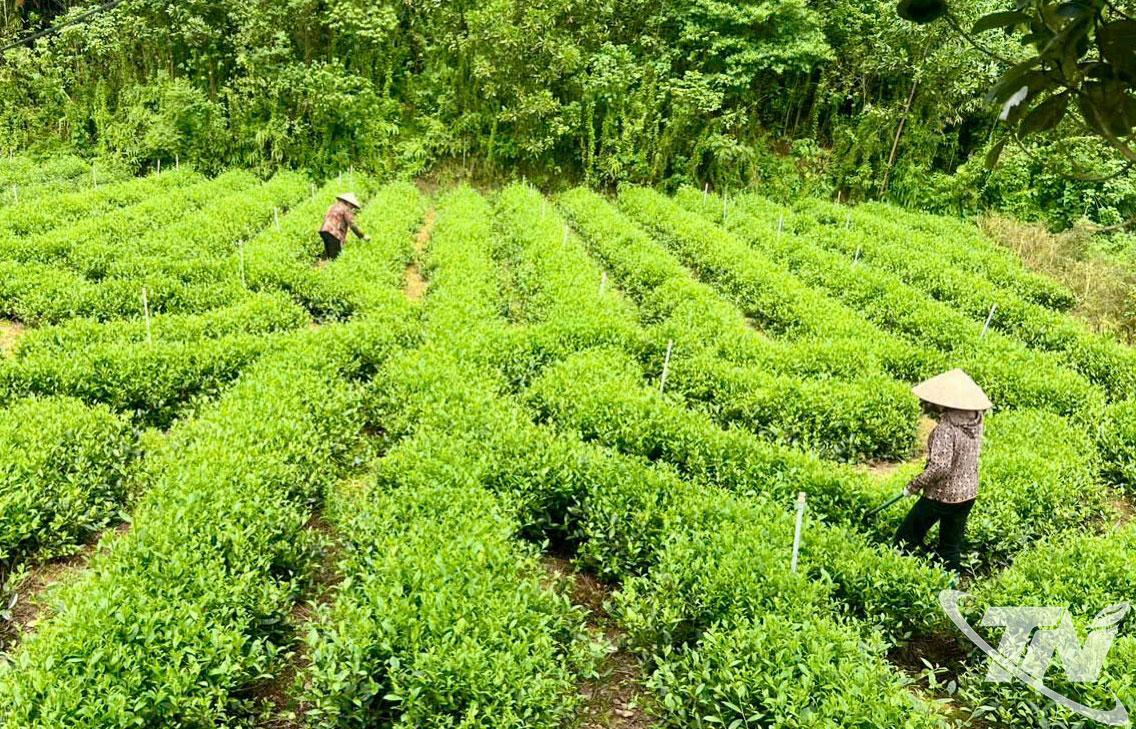 Nhiều hợp tác xã, hộ dân ở Thái Nguyên đã chủ động áp dụng quy trình sản xuất chè an toàn theo hướng hữu cơ, VietGAP.