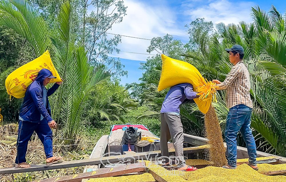 Thiết lập liên kết chuỗi giá trị giữa nông dân - HTX - doanh nghiệp với cơ chế hợp đồng bao tiêu sản phẩm.