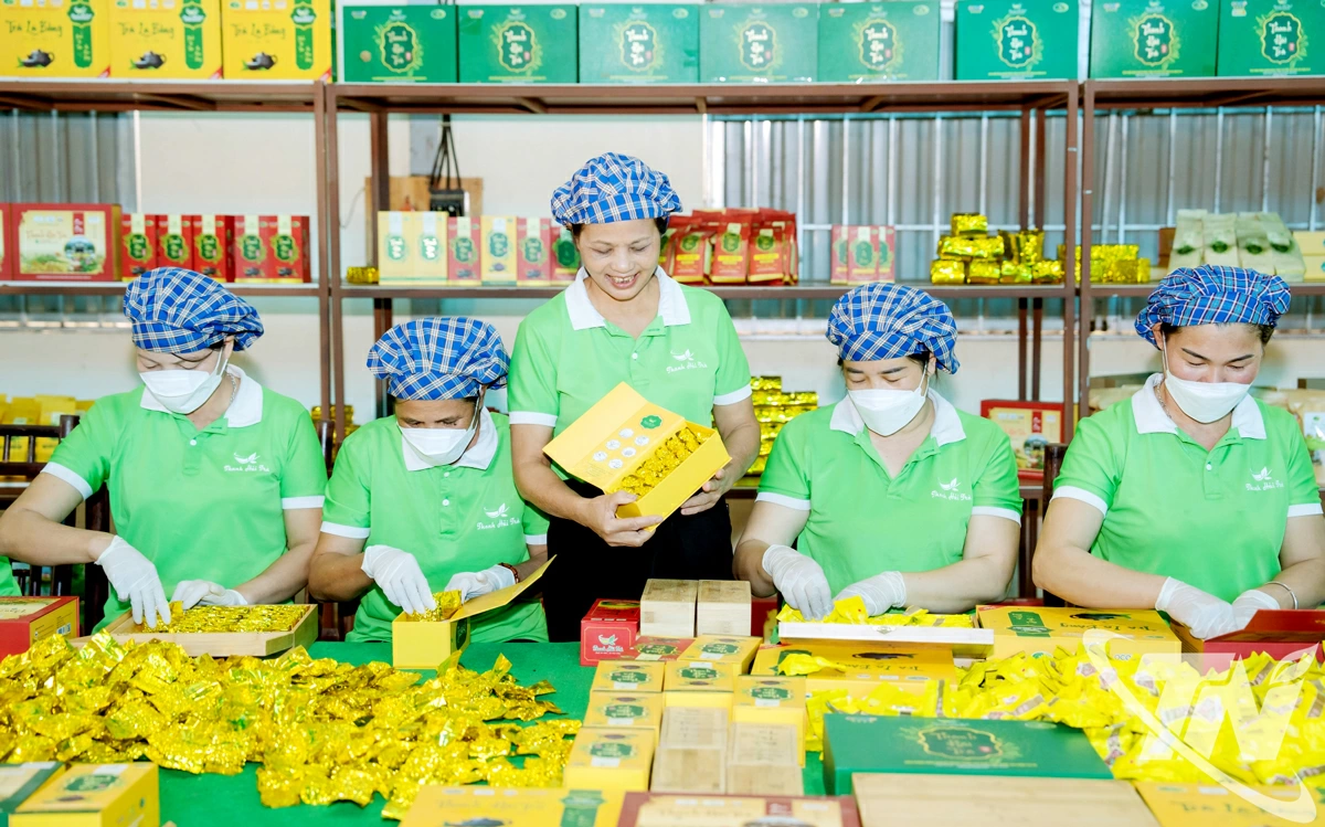 Chế biến chè theo tiêu chuẩn VietGAP tại HTX chè La Bằng.