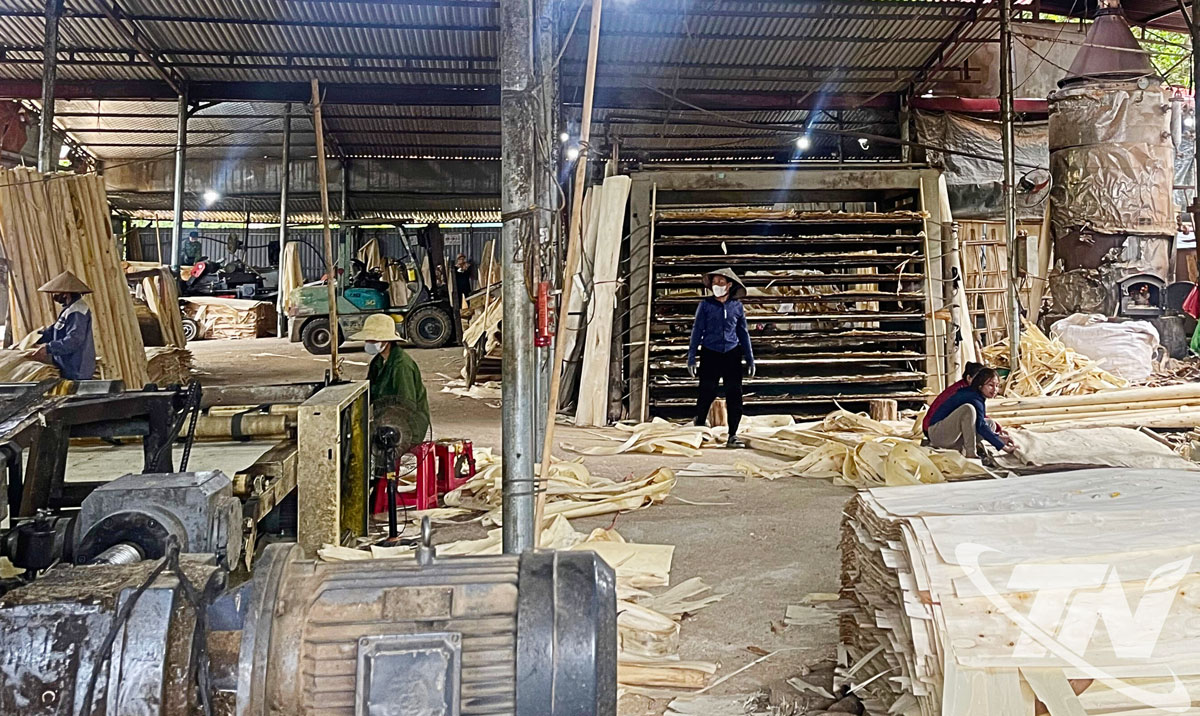 Cơ sở chế biến gỗ bóc ở xã Trung Hội đang tăng tốc sản xuất để kịp tiến độ các đơn hàng.