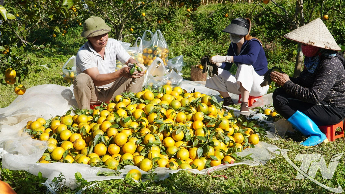 Người d&acirc;n x&atilde; Cường Lợi thu hoạch cam, qu&yacute;t ch&iacute;nh vụ.